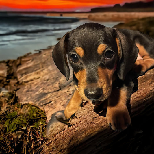 Unleashing Creativity: The Magic of Laser Cutting and Engraving with Donkey the Dachshund